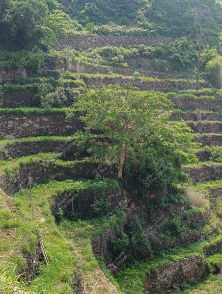 A natural landscape of terraced farming fields covered with greenery and grass in a mountainous area. Old stone walls support the terraces, with a large tree standing in the center among the terraces. Green hills are visible in the background under a clear sky.