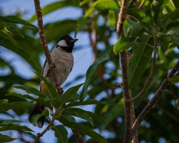 صورة طائر البلبل