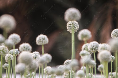 A group of white flowers in an onion seed field, Saudi Arabia