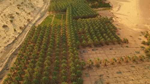 Aerial views showcase a lush green oasis filled with palm trees amidst a desert in Al-Ula, Saudi Arabia. The massive rock formations surrounding the oasis add a natural beauty to the scene.
