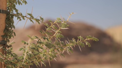 يظهر الفيديو لقطات لشجرة أكاسيا تحتوي على أشواك حادة وأوراق خضراء, ما يعكس البيئة الصحراوية القاحلة المحيطة به.