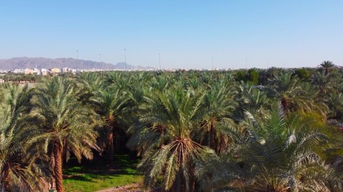 Aerial view of an expansive palm grove in Medina with mountains visible on the horizon under a clear sky.