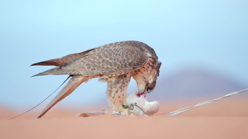 هدد طير صقر